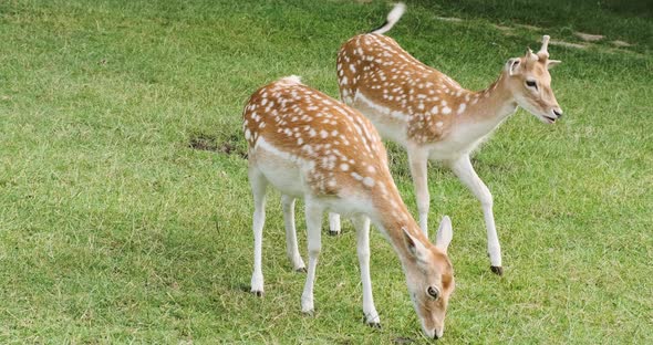 Cute Deers on Green Natural Background