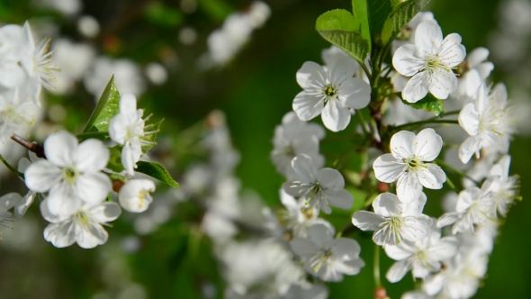 Cherry Branch In Abundant Flowering, 