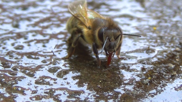  Of a Bee Sucking Up Water.