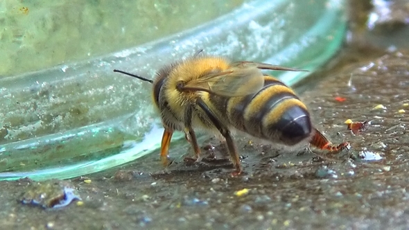  Of a Bee Sucking Up Water.