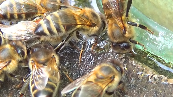  Of a Bee Sucking Up Water.