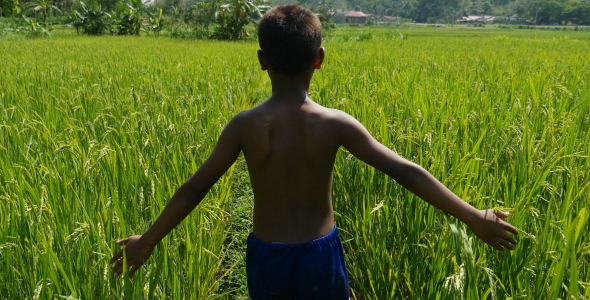 Walking In Rice Field 