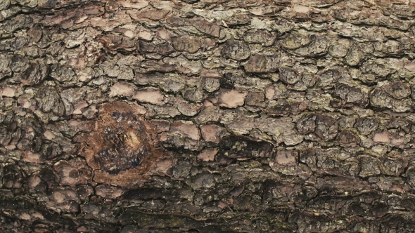 Shot Of Tree Bark. Wood industry - Nature.