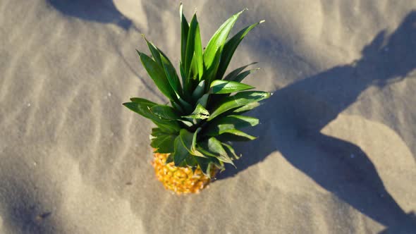 Pineapple Resting on the Sand with Summer Light