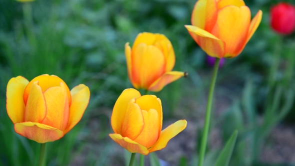 Several Yellow Tulips On Lawn