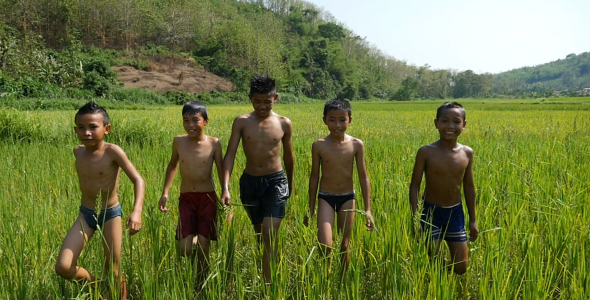 Asian Boys Walking In Rice Field alt
