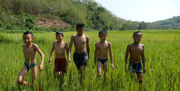 Asian Boys Walking In Rice Field