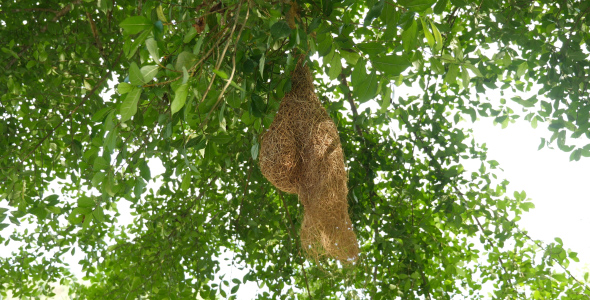 Bird's Nest