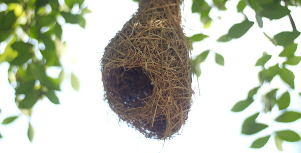 Baya Weaver Bird Nest