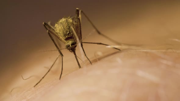 Female Mosquito with Its Abdomen Full of Red Blood is Sucking Out of a Man's Hand