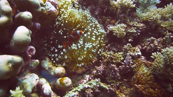 orange percula clownfish swims among the tentacles of a bubble-tip anenome