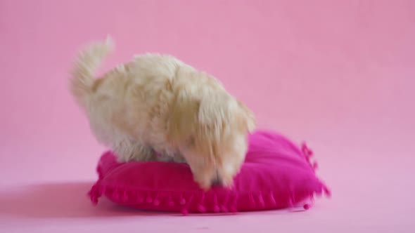 Puppy Dog Is Playing with a Pillow on a Pink Background