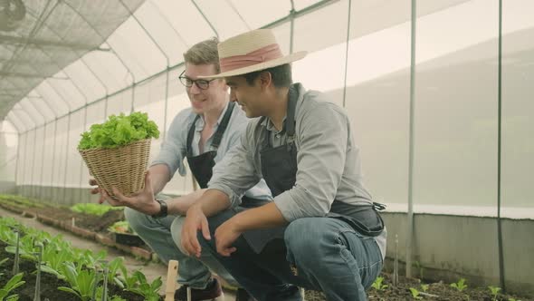 Two male farmers work in plantation greenhouse, with fresh organic vegetables.