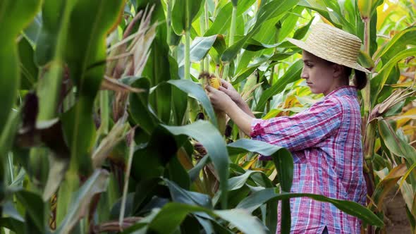 Farmer looking at the germination of young corn in the field. Analyzes this year's yield.