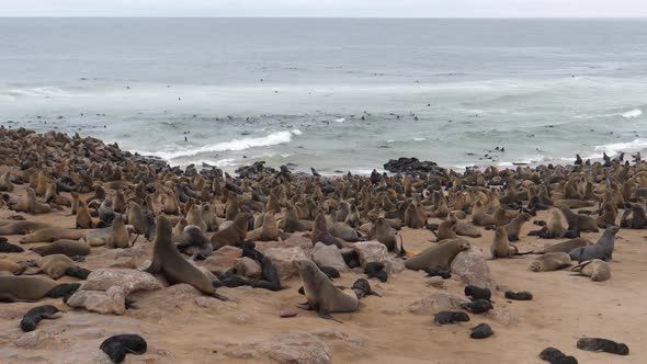 Big sea lion colony at the beach 