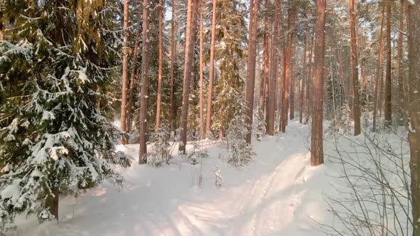 Beautiful Winter Pine Forest