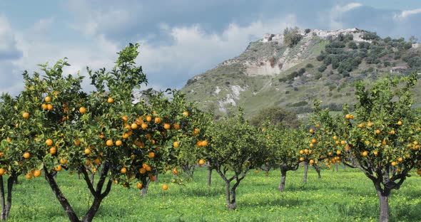 Orange Trees in Calabria Region