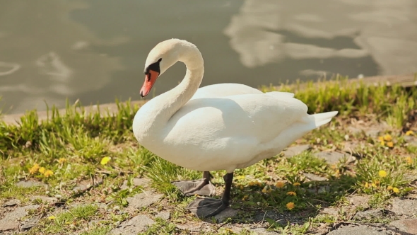 White Swan Standing On Grass Shore Besides River.