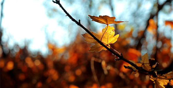 Autumn Foliage