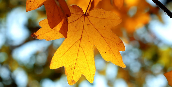 Autumn Foliage