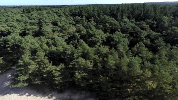 Flying over a pine forest in a sand dune area.