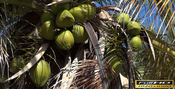 Coconut In Palm Tree Closeup | Full HD