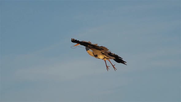 Grey heron, Ardea cinerea, Camargue, France