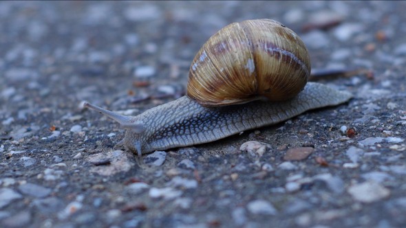Snail on the Road