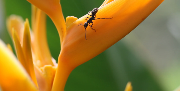 Ants on Heliconia Flower Full HD
