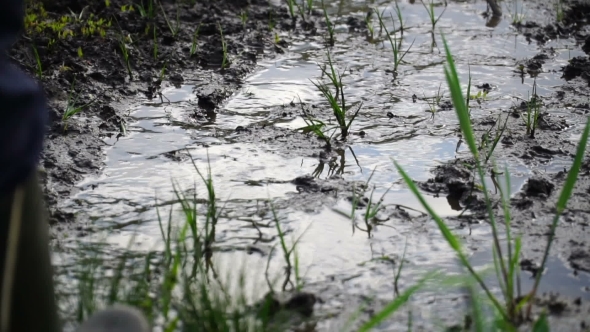 Man in Rubber Boots Walking on the Mud