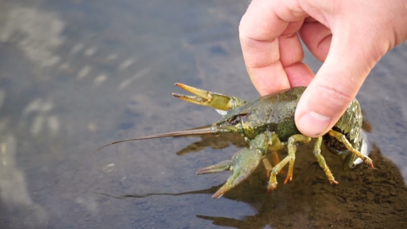 Fisherman Caught Crayfish And Releases The It Back Into The River