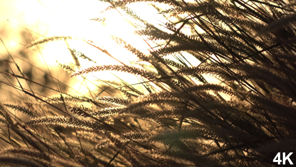 Grass In Sunset