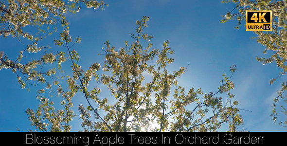 Blossoming Apple Trees In Orchard Garden 2