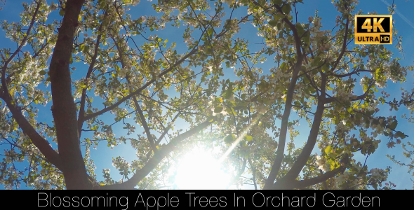 Blossoming Apple Trees In Orchard Garden 5