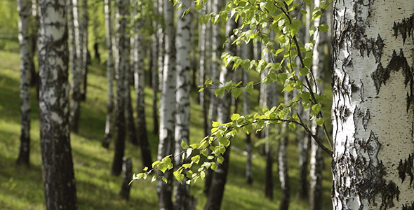 Spring Birch Grove in a Sunny Day