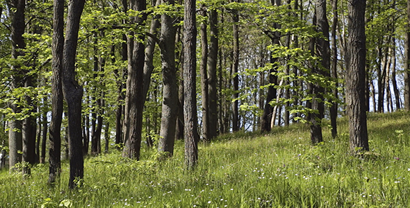 Spring Forest