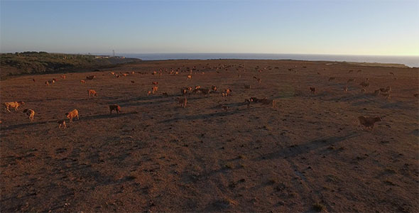 Cows near the sea in Alentejo 2