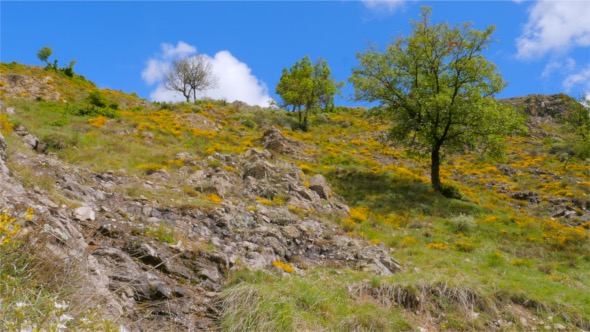 Yellow Flowers In Mountain With Puffy Clouds In Blue Sky
