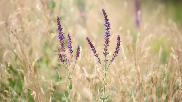 Grass Flower Background In Nature