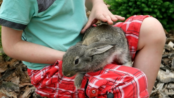 Rabbit Is Beautiful Animal Of Nature
