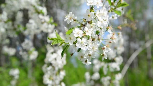 Cherry Orchard Abundantly Blooming In Spring