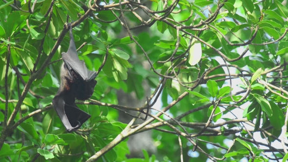 Flying Fox Hangs On a Tree Branch And Washes