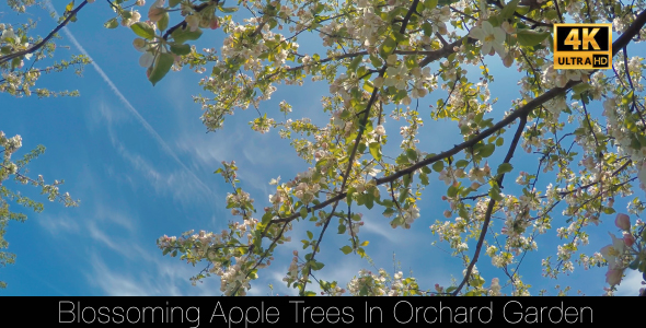Blossoming Apple Trees In Orchard Garden 7