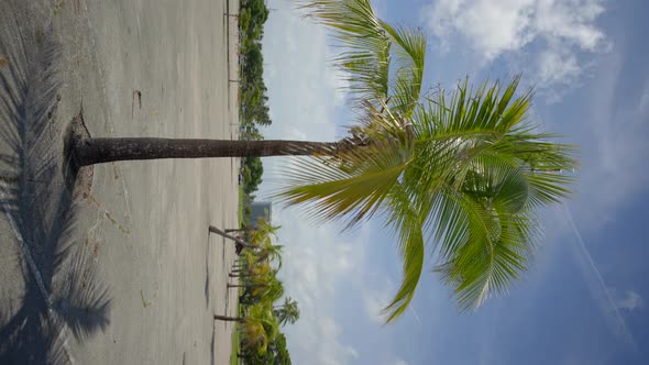 Vertical Video Orbiting Around A Palm Tree