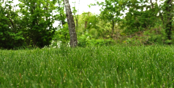 Movement On The Grass