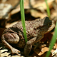 Toad In The Forest - VideoHive Item for Sale