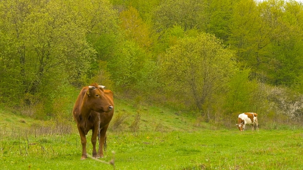 Cow Near Grove. Springtime.