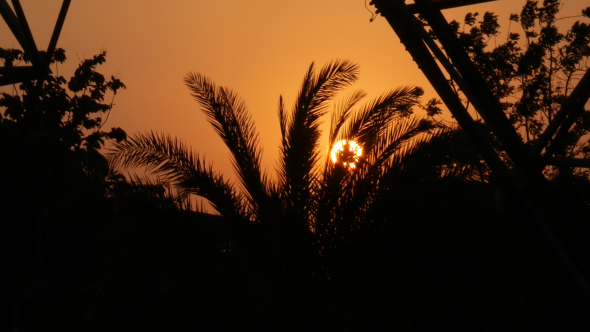 Sunset with Palm Trees