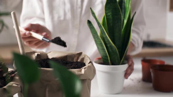 The Girl Gardener Throws Soil Into The Pot Of A Home Plant, The Concept Of Caring For Indoor Plants