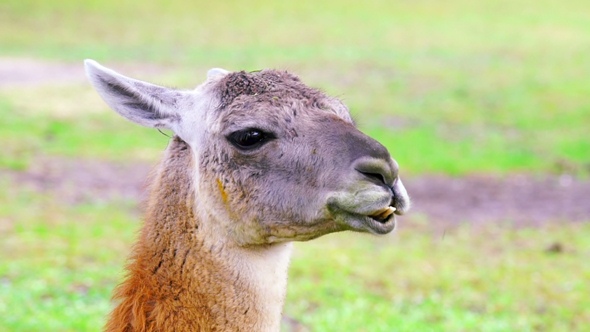 Cute Llama Chewing